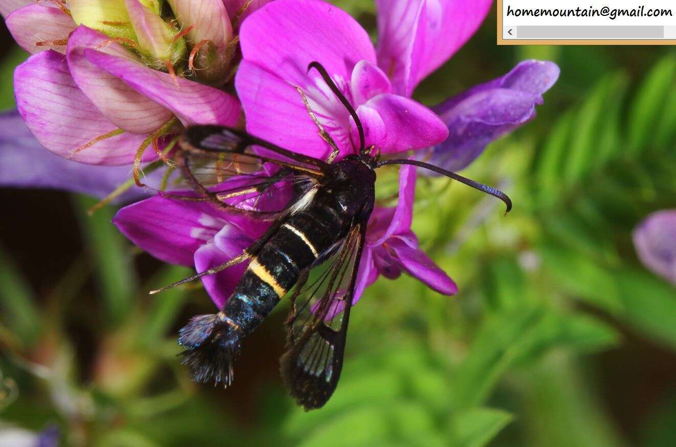 Image of Synanthedon bicingulata Staudinger 1887