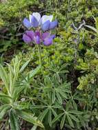 Imagem de Lupinus variicolor Steud.