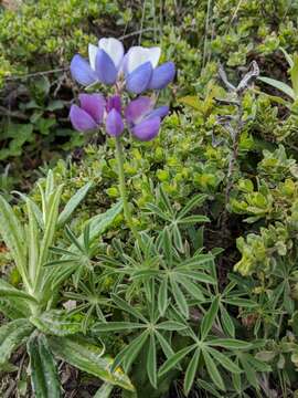 Plancia ëd Lupinus variicolor Steud.