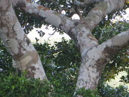 Sivun Hymenaea verrucosa Gaertn. kuva