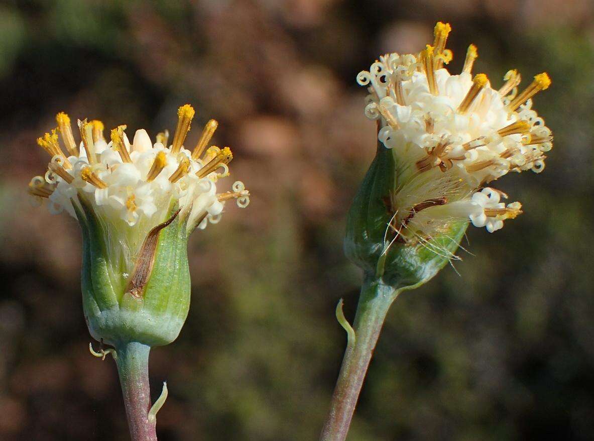 Plancia ëd Curio talinoides var. aizoides (DC.) P. V. Heath