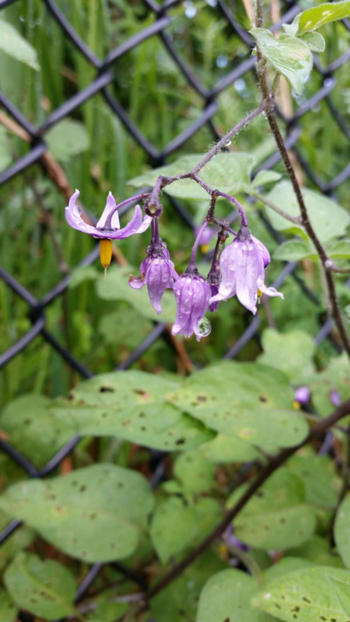 Image of Solanum dulcamara var. dulcamara