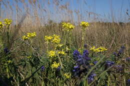 Слика од Erysimum cuspidatum (M. Bieb.) DC.