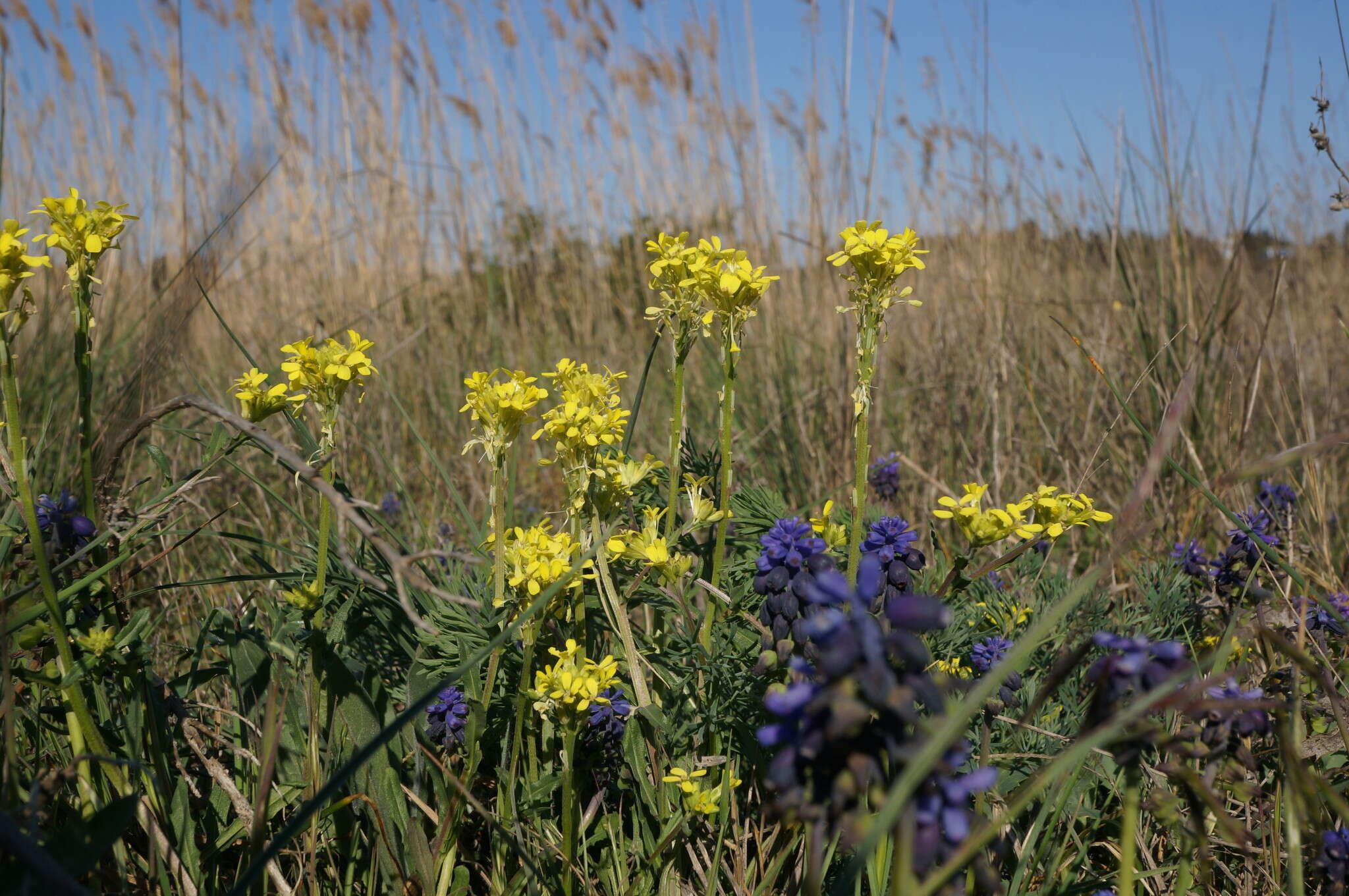 Слика од Erysimum cuspidatum (M. Bieb.) DC.