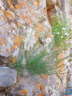 Image of sand fleabane