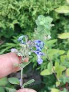 Image of Caucasus catmint