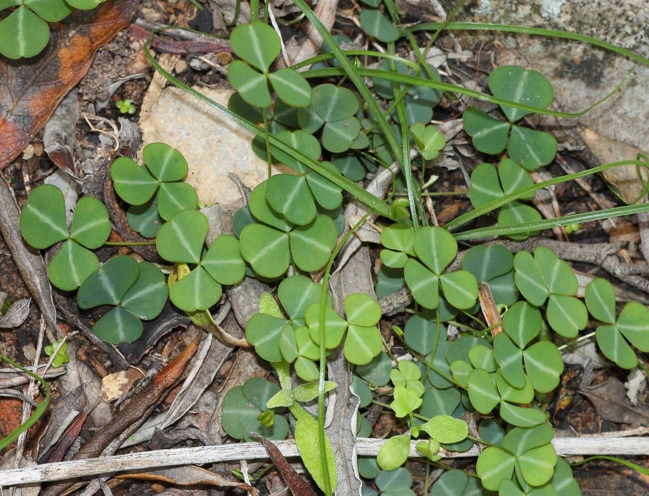 Слика од Oxalis orbicularis Salter