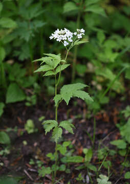 Image of Cardamine leucantha (Tausch) O. E. Schulz