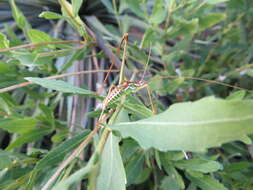 Image of Common Short-winged Katydid