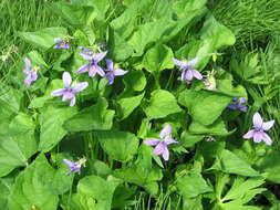 Слика од Viola langsdorfii subsp. sachalinensis W. Becker