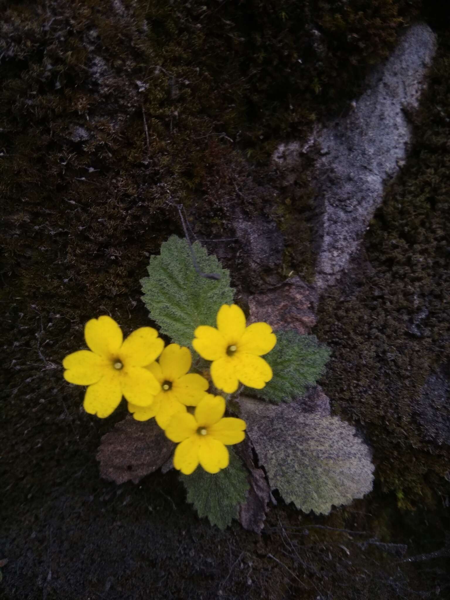 Plancia ëd Primula floribunda Wall.