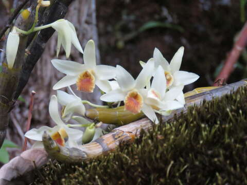 Imagem de Dendrobium heterocarpum Wall. ex Lindl.