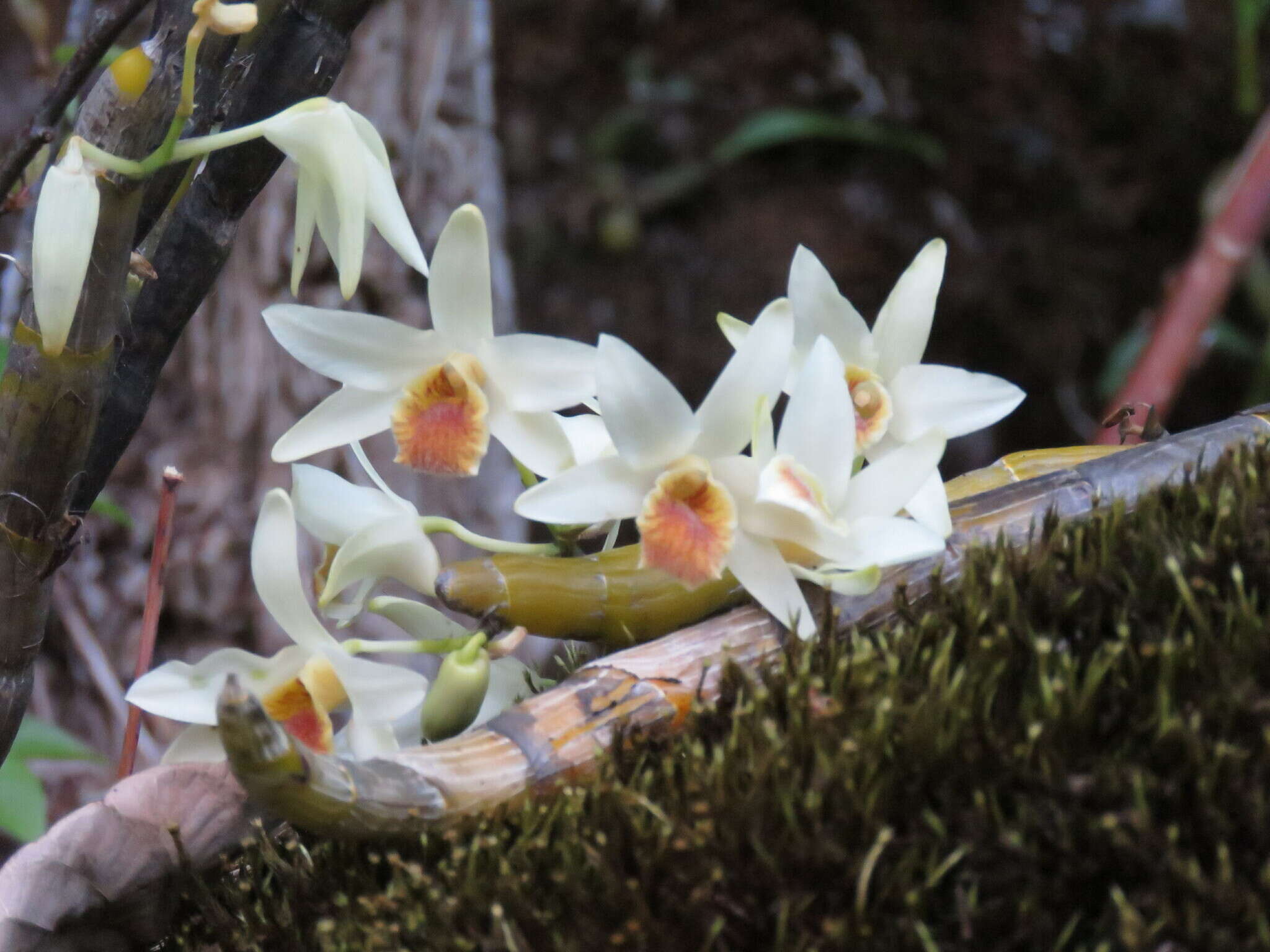 صورة Dendrobium heterocarpum Wall. ex Lindl.