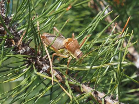 Image of saddle-backed bush-cricket