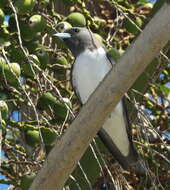 Image of White-breasted Woodswallow