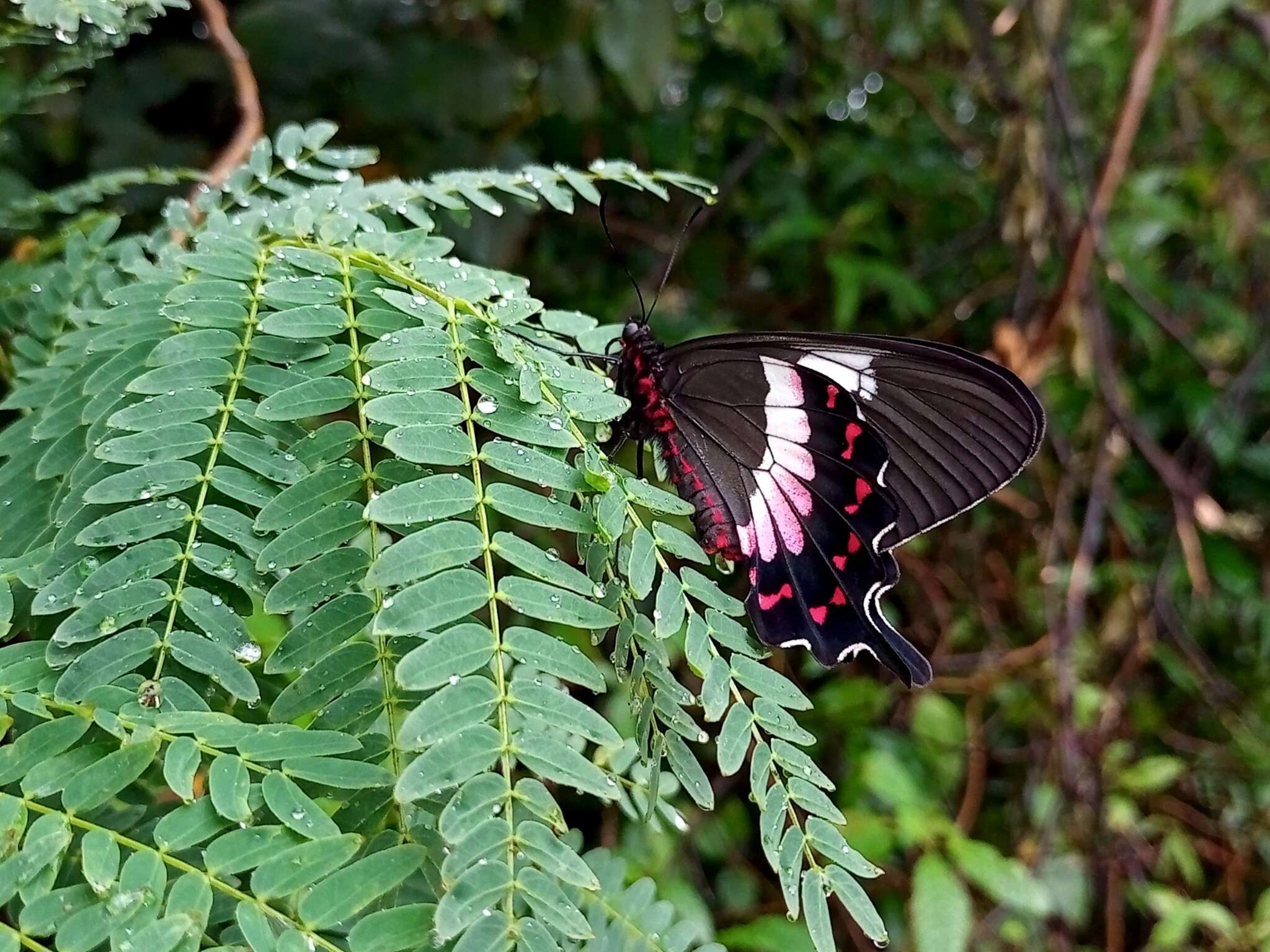 Parides ascanius (Cramer (1775)) resmi