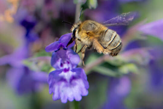 Image of Anthophora pubescens (Fabricius 1781)