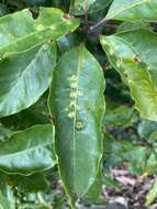 Image of Phytoliriomyza pittosporophylli Hering 1962