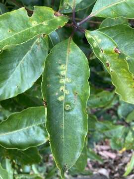 Phytoliriomyza pittosporophylli Hering 1962 resmi