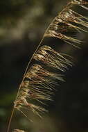 Image of Lopsided Indian Grass