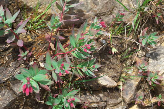 Image of dwarf fireweed