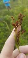 Image of Elliott's Beak Sedge