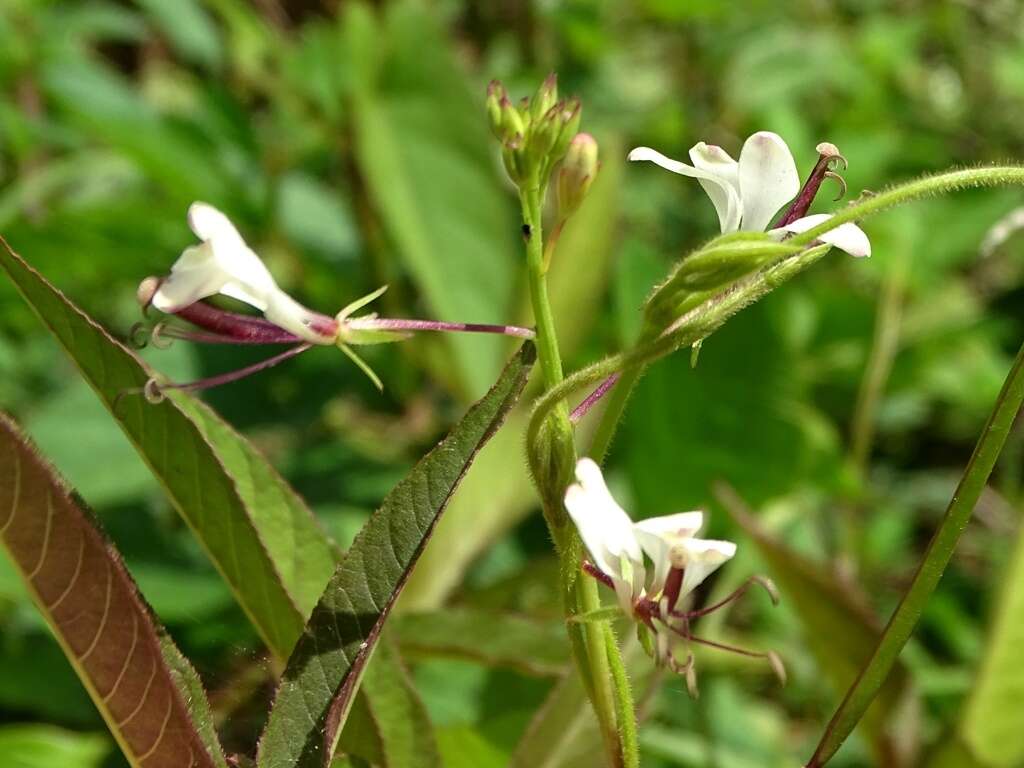 Image of toothed spiderflower