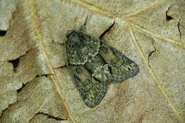 Image of Cryphia (Cryphia) fraudatricula (Hübner)