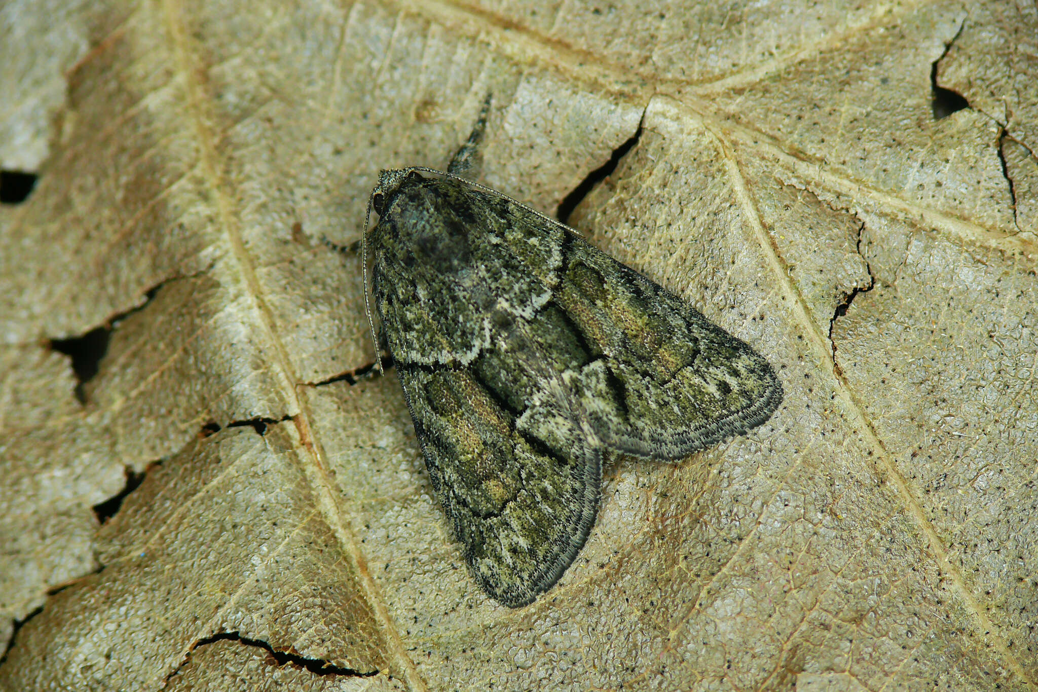 Image of Cryphia (Cryphia) fraudatricula (Hübner)