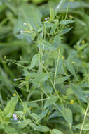 Слика од Epilobium ciliatum subsp. ciliatum