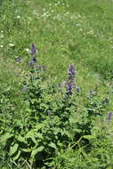 Image of Caucasus catmint