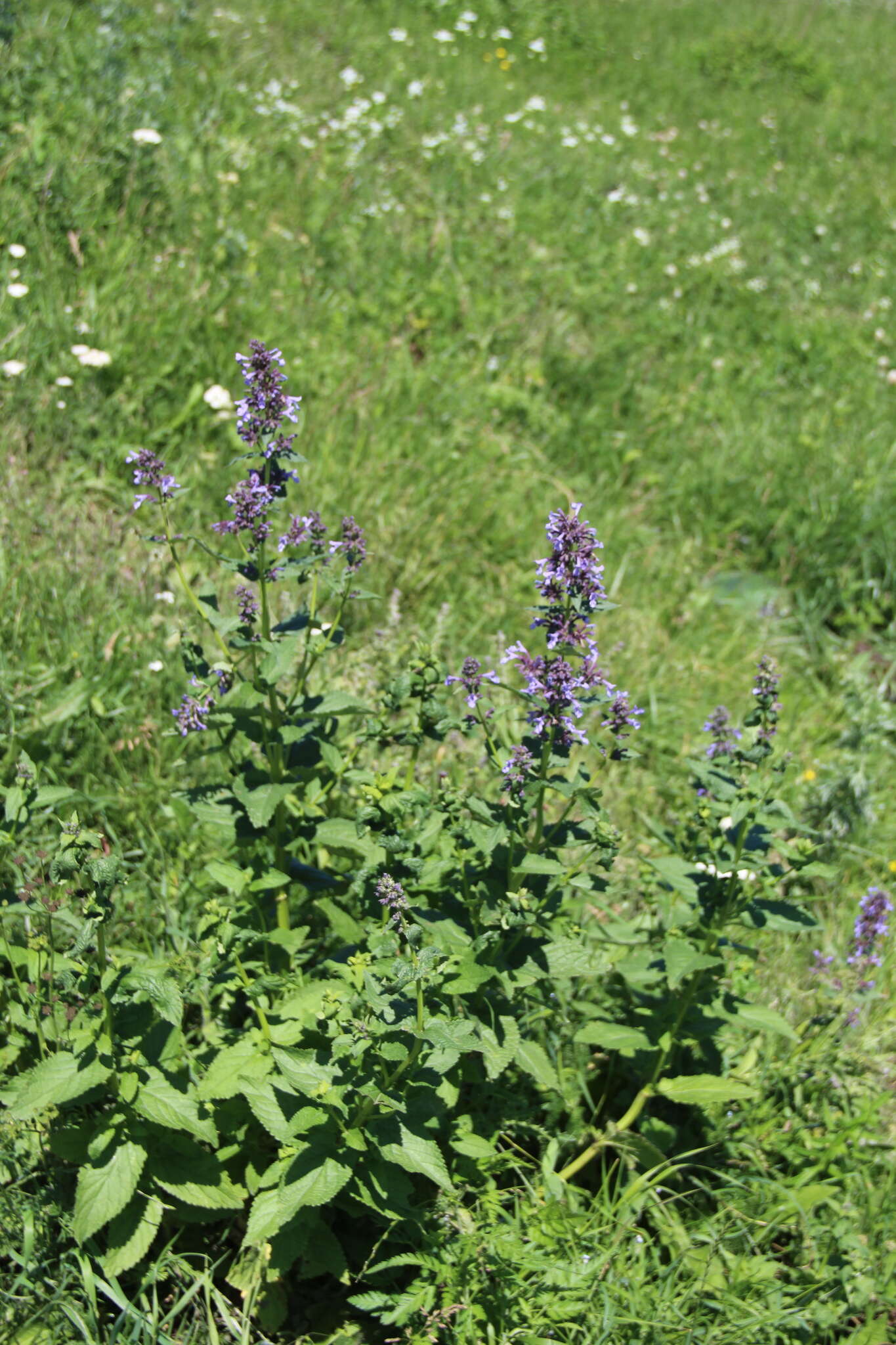 Image de Nepeta grandiflora M. Bieb.