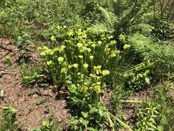 Image of Green Pitcherplant