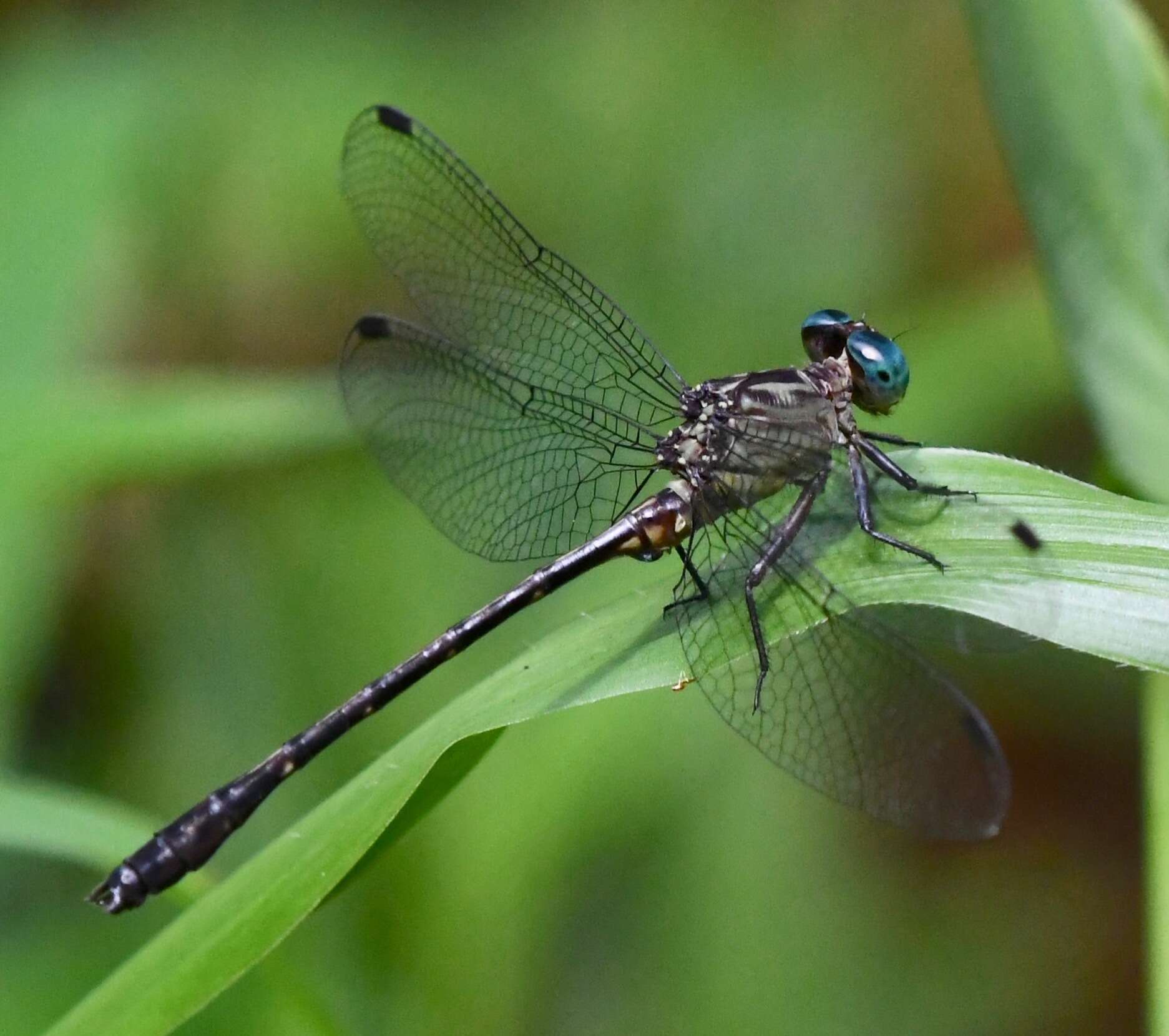 Image of Heliogomphus kelantanensis (Laidlaw 1902)