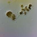 Imagem de Microcystis wesenbergii