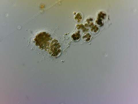 Microcystis wesenbergii的圖片