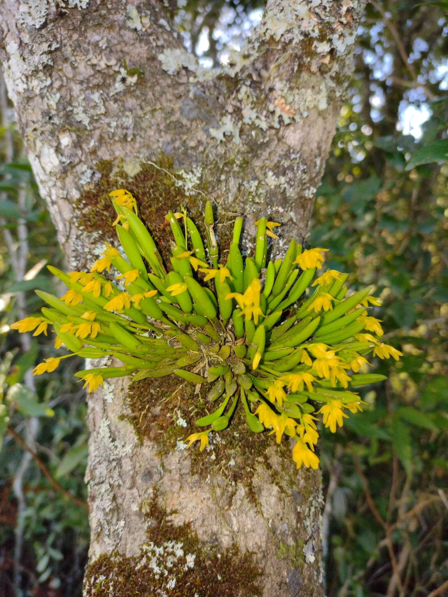 Image of Acianthera sonderiana (Rchb. fil.) Pridgeon & M. W. Chase