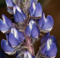 Sivun Lupinus nevadensis A. Heller kuva