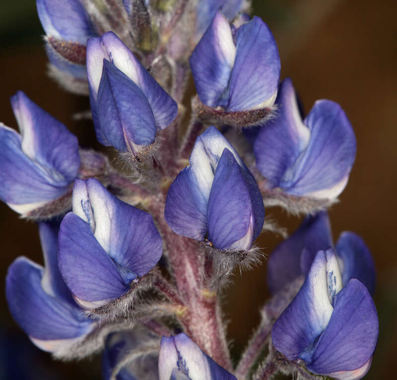 Image of Nevada lupine