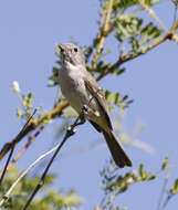 Image of Gray Vireo