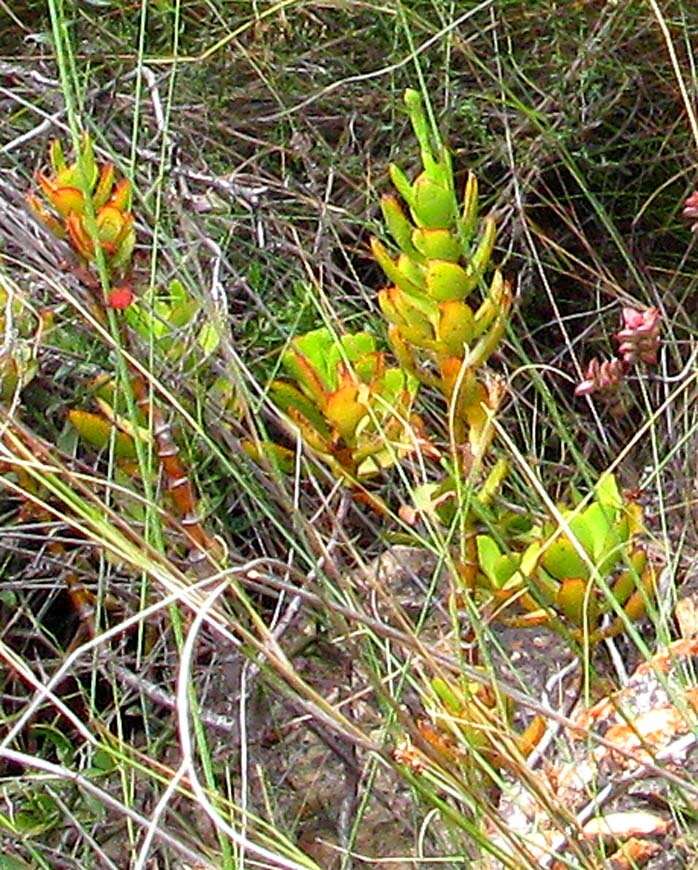 Crassula cultrata L. resmi