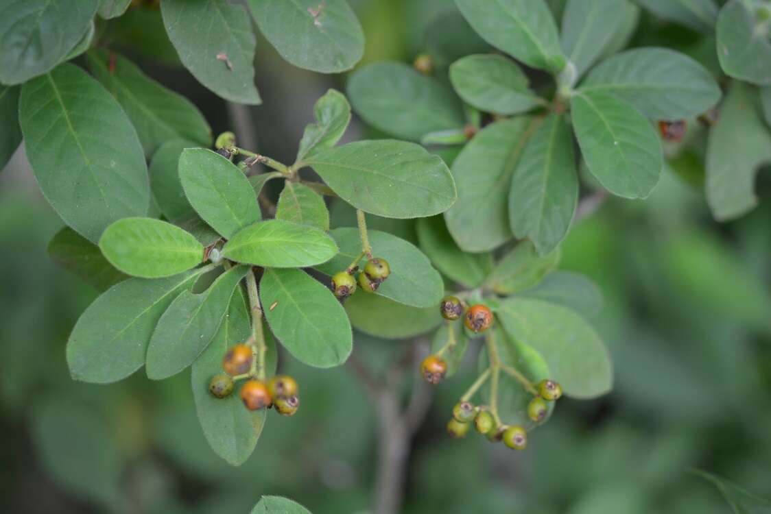 Plancia ëd Psychotria erythrocarpa Schltdl.