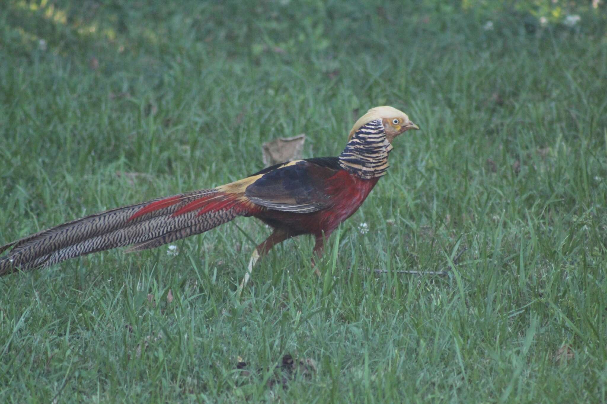 Image of Chrysolophus Gray & JE 1834