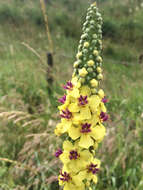 Verbascum nigrum L. resmi