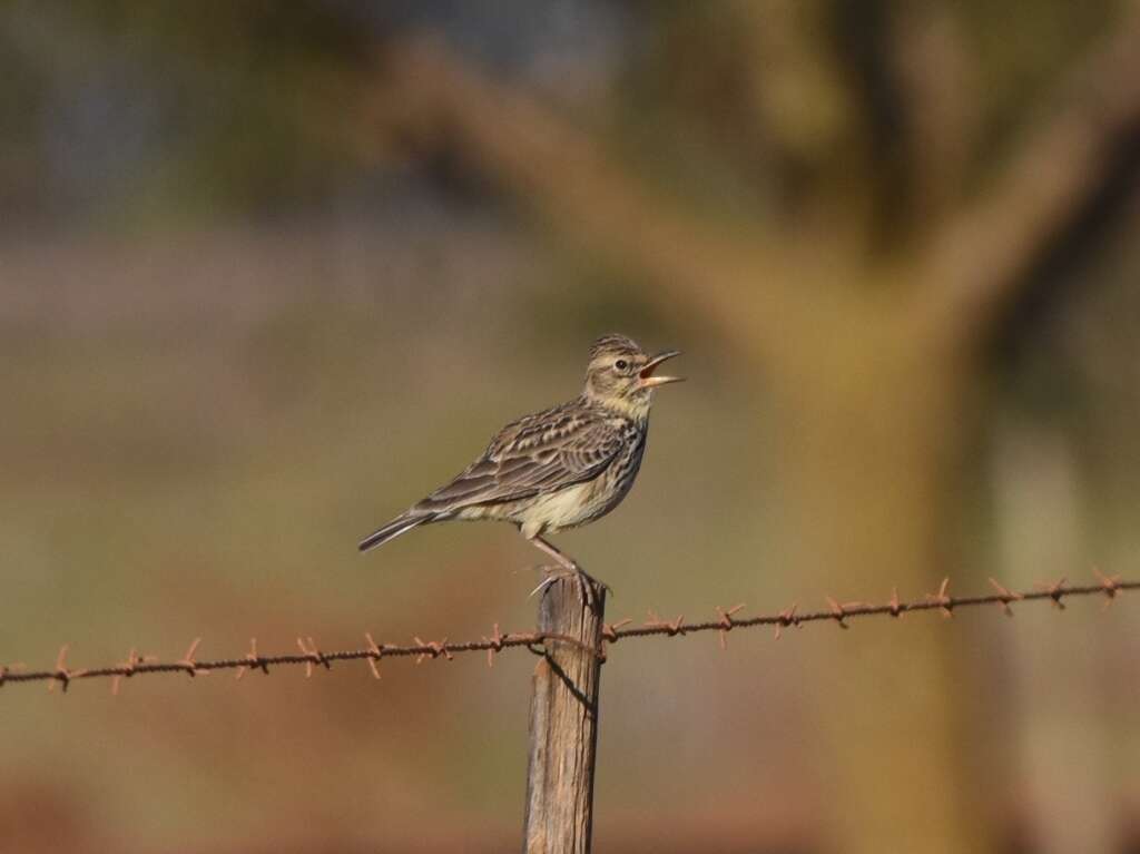 Image of Large-billed Lark