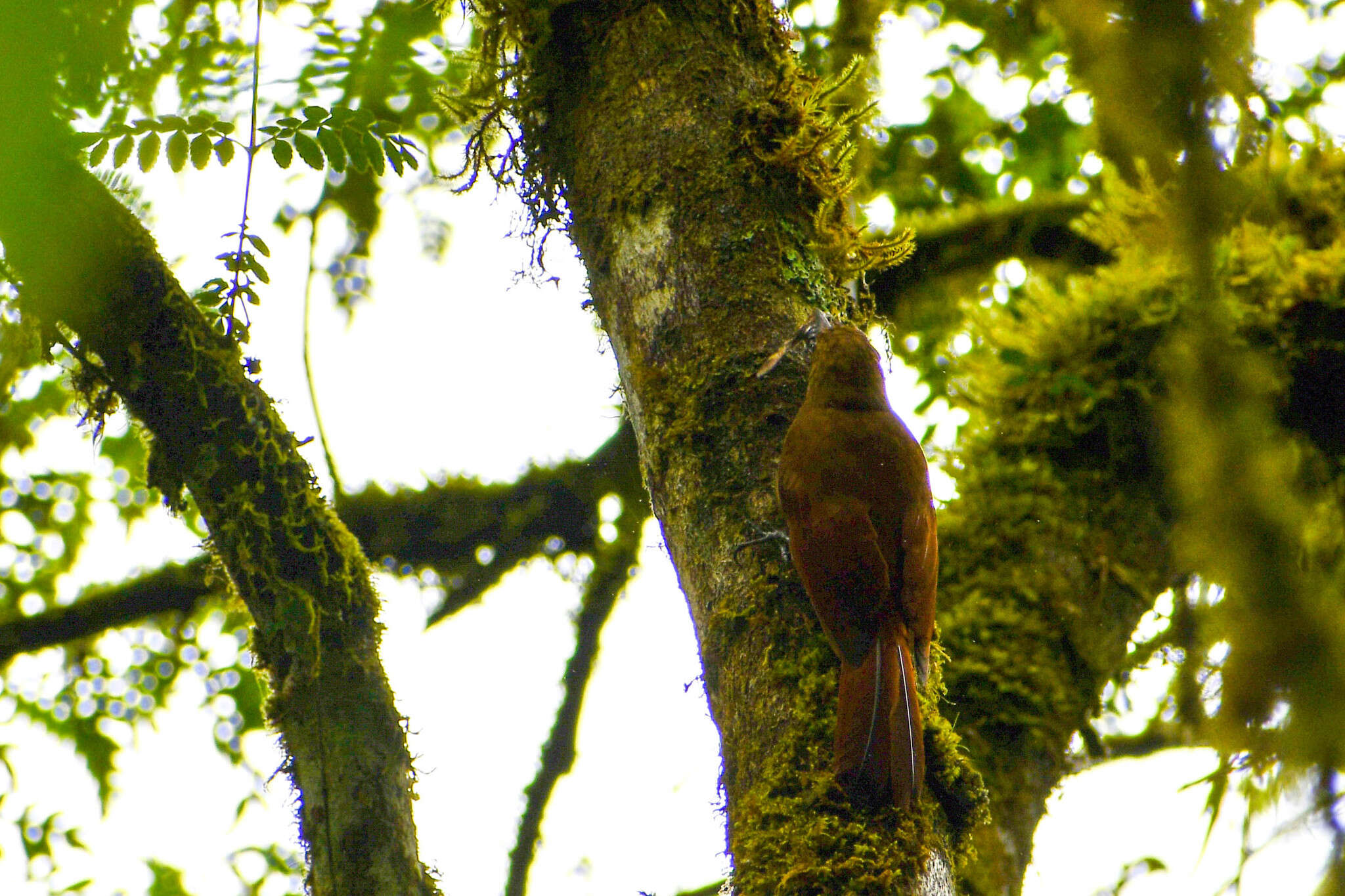 Image of Tyrannine Woodcreeper