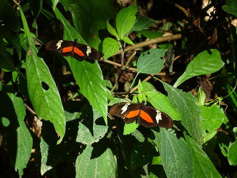 Image of Heliconius hortense Guérin-Ménéville (1829)