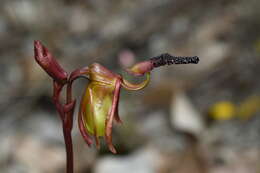 Image of Small duck orchid