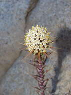 Image of Nassauvia pyramidalis Meyen