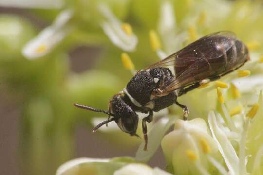 Image of Hylaeus meridionalis Förster 1871